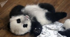 企业活动策划：欧洲发现1000万年前
