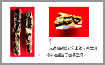企业活动策划：欧洲发现1000万年前大熊猫化石 起源地之谜再起