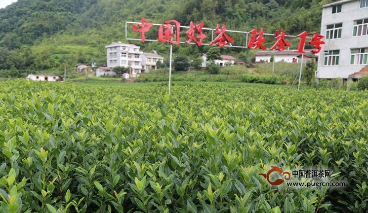 中国好茶.陕茶一号