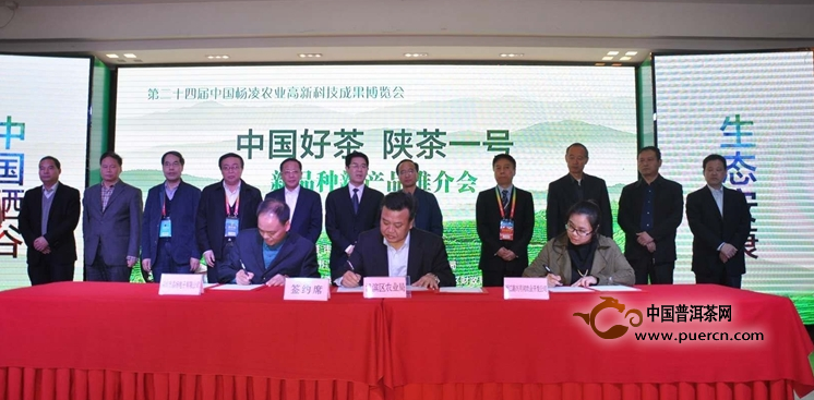 “中国好茶.陕茶一号”推介会在杨凌举行