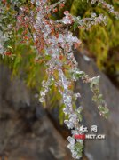 <b>活动策划：雪后初霁 江永铜山岭雪</b>