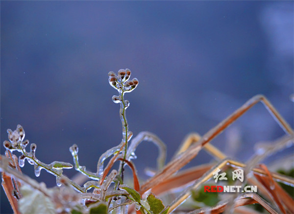 活动策划：雪后初霁 江永铜山岭雪景妖娆如梦如画（组图）