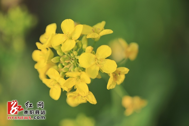 活动策划公司：衡阳县油菜花迎春早开