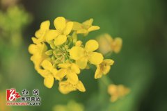 <b>活动策划公司：衡阳县油菜花迎春</b>