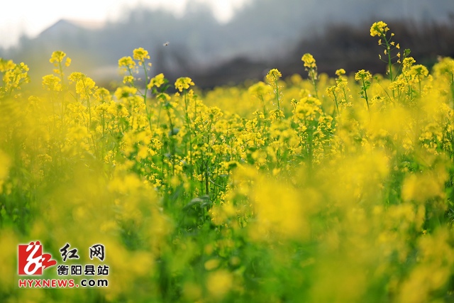 活动策划公司：衡阳县油菜花迎春早开
