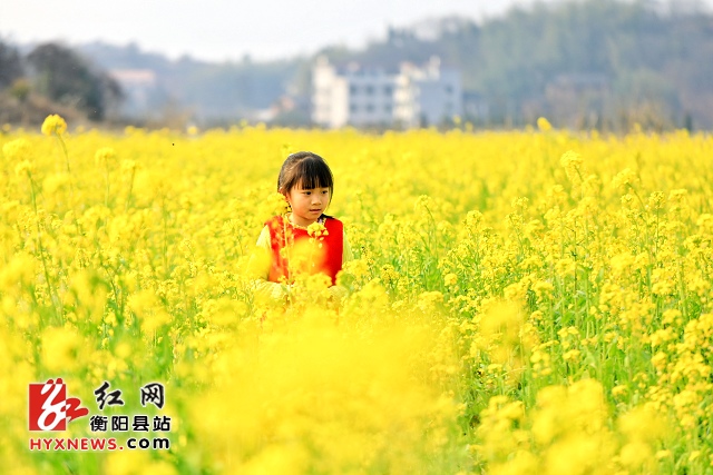活动策划公司：衡阳县油菜花迎春早开
