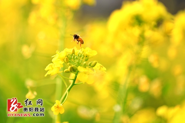 活动策划公司：衡阳县油菜花迎春早开
