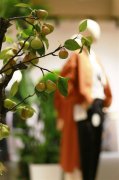 公关活动策划：石头缝隙里藏着绿